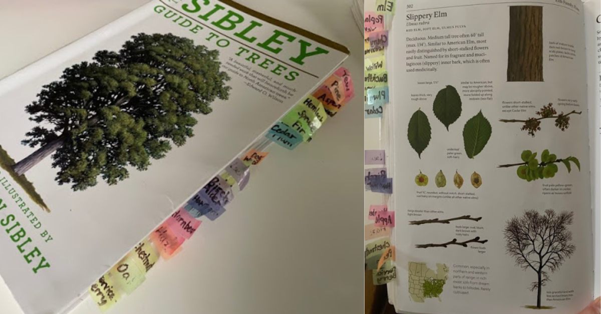 Sibley’s Guide to Trees by David Allen Sibley